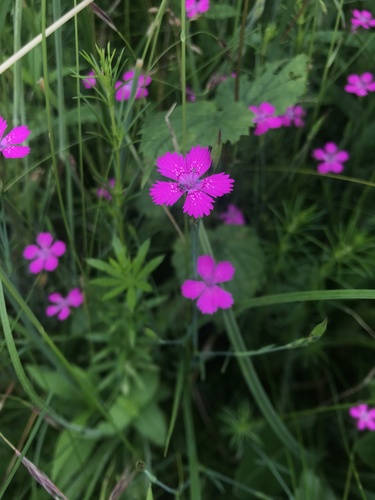 klinček slzičkový (Dianthus deltoides)