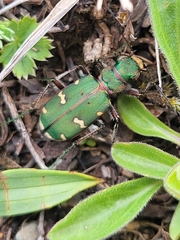 Cicindela desertorum