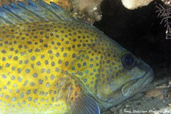 Acanthistius ocellatus