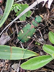 Cicindela desertorum