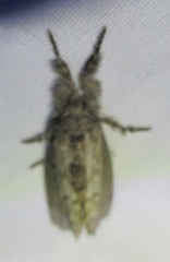Dasychira atrivenosa