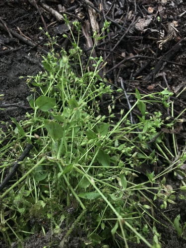 hviezdica bledá (Stellaria apetala)