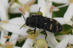 Acmaeoderella flavofasciata