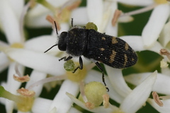 Acmaeoderella flavofasciata