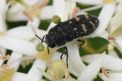 Acmaeoderella flavofasciata