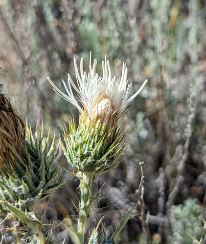 Image of Cirsium cymosum by (c) Dominic Gentilcore, some rights reserved (CC BY)