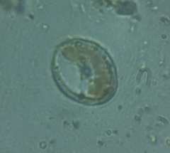 Thalassiosirales