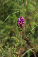 Anacamptis pyramidalis