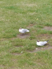 Chroicocephalus ridibundus