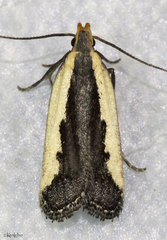 Dichomeris serrativittella