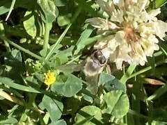 Apis mellifera