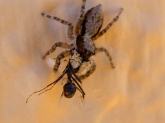 Menemerus taeniatus