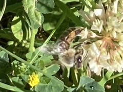 Apis mellifera