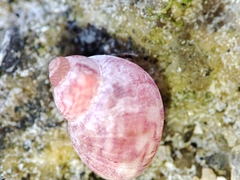 Phasianellidae