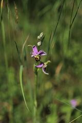 Ophrys apifera