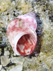 Phasianellidae