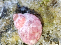 Phasianellidae