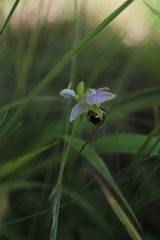 Ophrys apifera