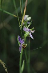 Ophrys apifera