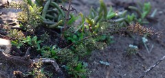 Limonium acuminatum
