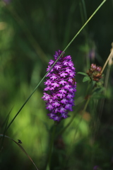 Anacamptis pyramidalis