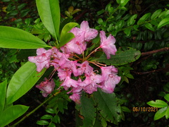 Rhododendron × hybridum