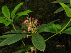 Rhododendron × hybridum