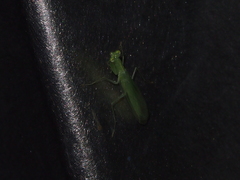 Tropidomantis gressitti