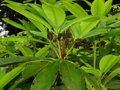 Rhododendron × hybridum