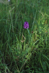 Anacamptis pyramidalis