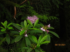 Rhododendron × hybridum