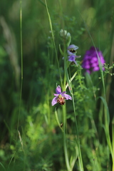 Ophrys apifera