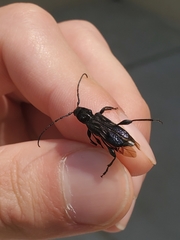 Physocnemum brevilineum