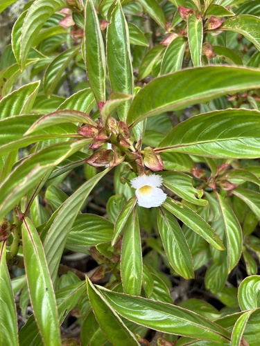 Drymonia mortoniana