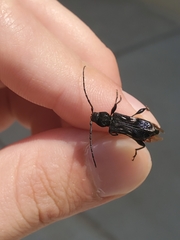 Physocnemum brevilineum