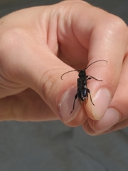 Physocnemum brevilineum