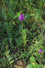 Anacamptis pyramidalis