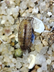 Halophiloscia couchii