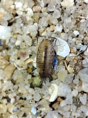 Halophiloscia couchii