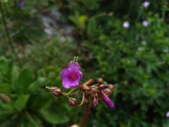 Primula miyabeana