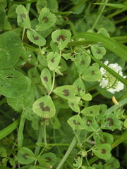 Medicago arabica