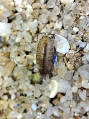 Halophiloscia couchii