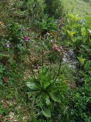 Primula miyabeana