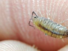 Halophiloscia couchii