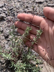 Eriogonum microtheca simpsonii