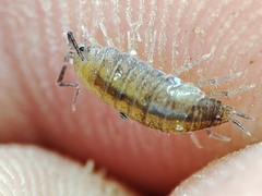 Halophiloscia couchii