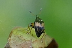 Nanophyes
