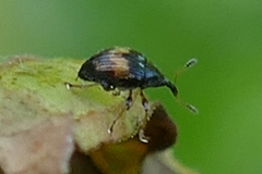 Nanophyes