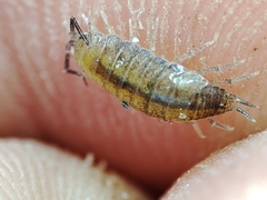 Halophiloscia couchii