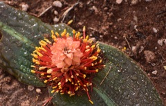 Daubenya marginata